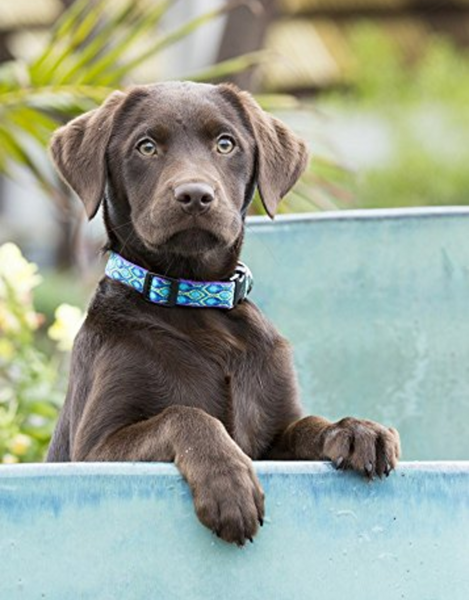 LupinePet LupinePet Originals 1/2" Rain Song 8-12" Adjustable Collar for Small Dogs
