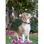 LupinePet LupinePet Dog Collar 3/4", 9-14" Rose Garden