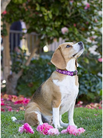 LupinePet LupinePet Dog Collar 3/4", 9-14" Rose Garden