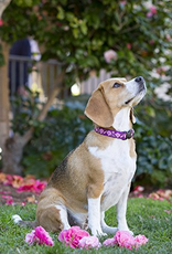 LupinePet Lupinepet Collar 3/4" 9-14" ROSE GARDEN