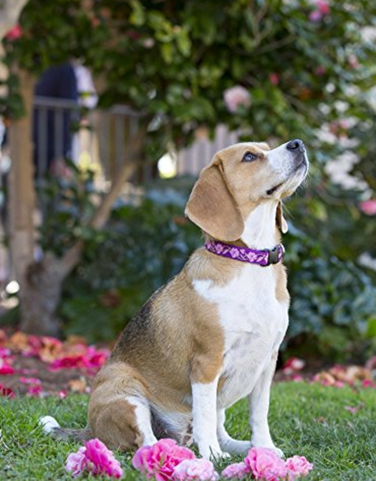 LupinePet Lupinepet Collar 3/4" 9-14" ROSE GARDEN
