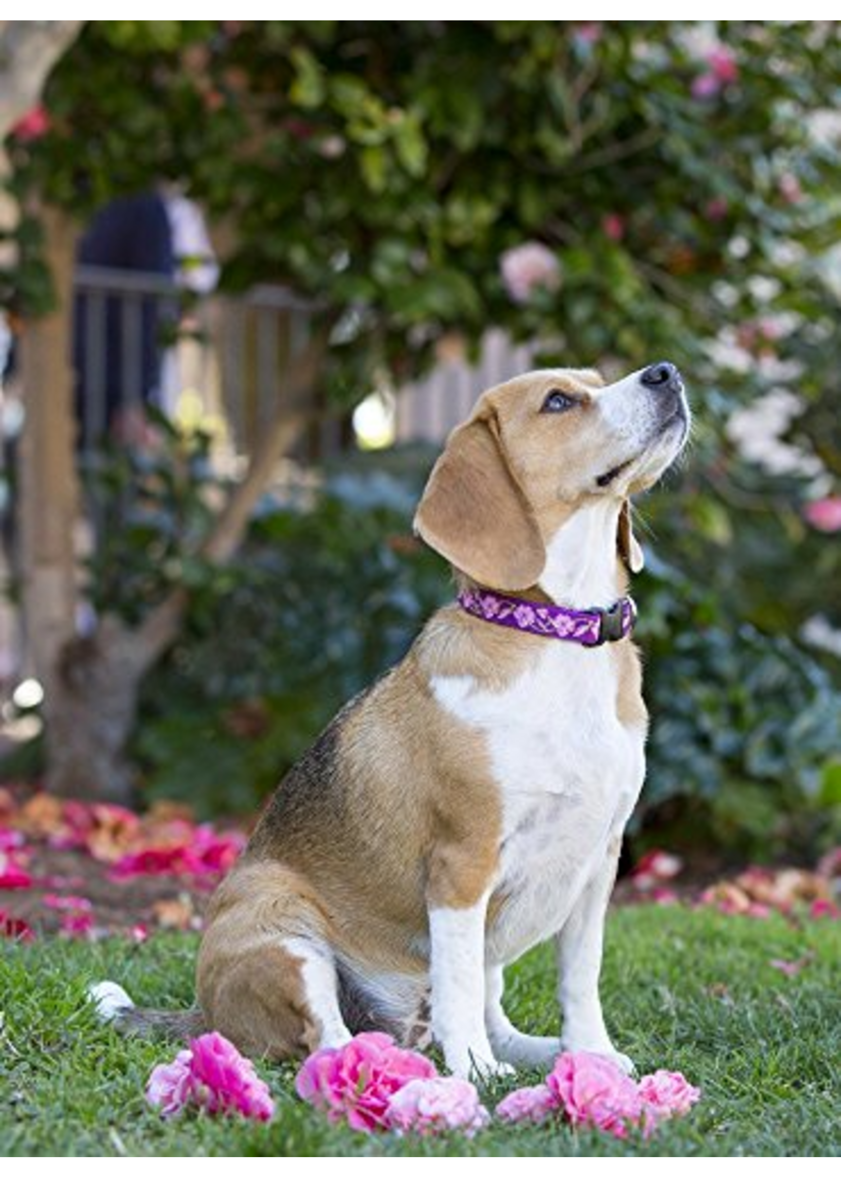 LupinePet LupinePet Dog Collar 3/4", 9-14" Rose Garden