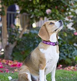 LupinePet LupinePet Dog Collar 3/4", 9-14" Rose Garden