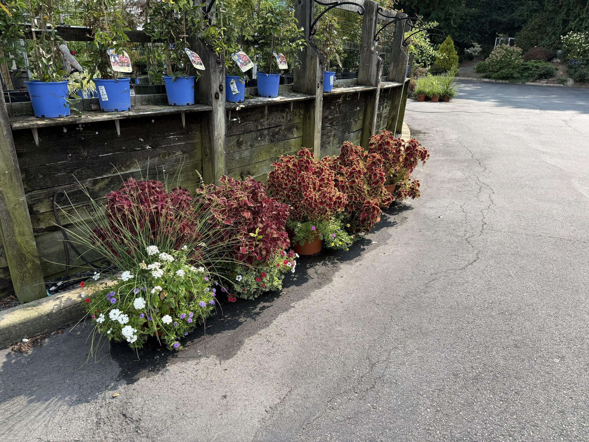Plants