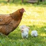 Farm Animal