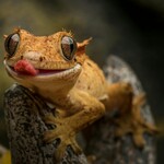 Reptile & Amphibian