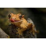 Reptile & Amphibian