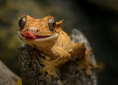 Reptile & Amphibian