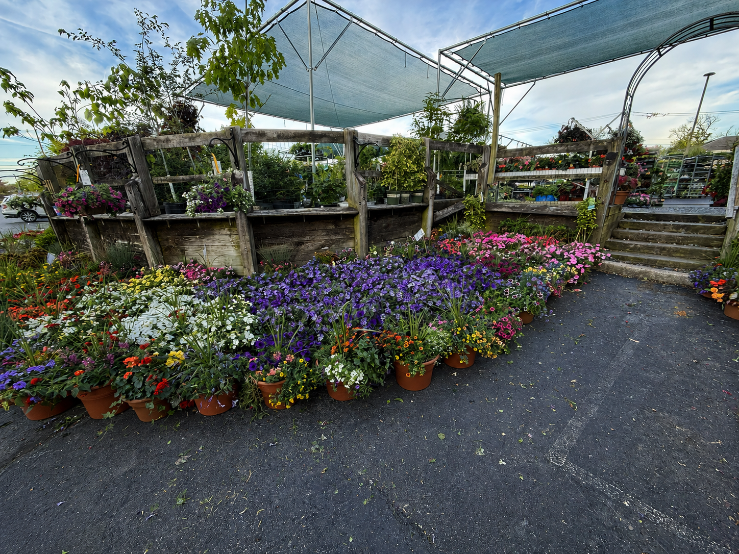 Plants