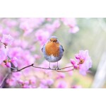 Wild Bird