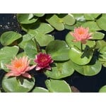 Pond