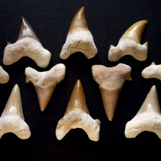 Shark Tooth Teeth - Fossil