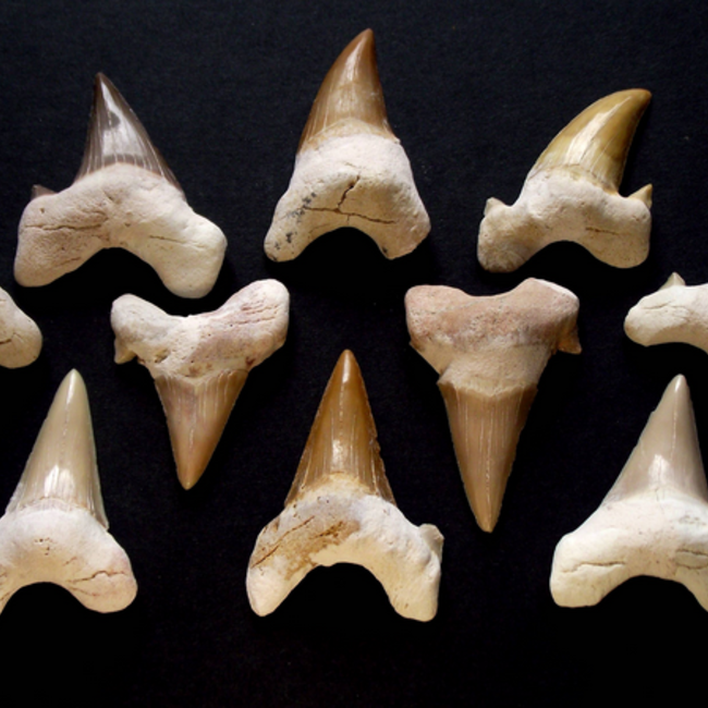 Shark Tooth Teeth - Fossil