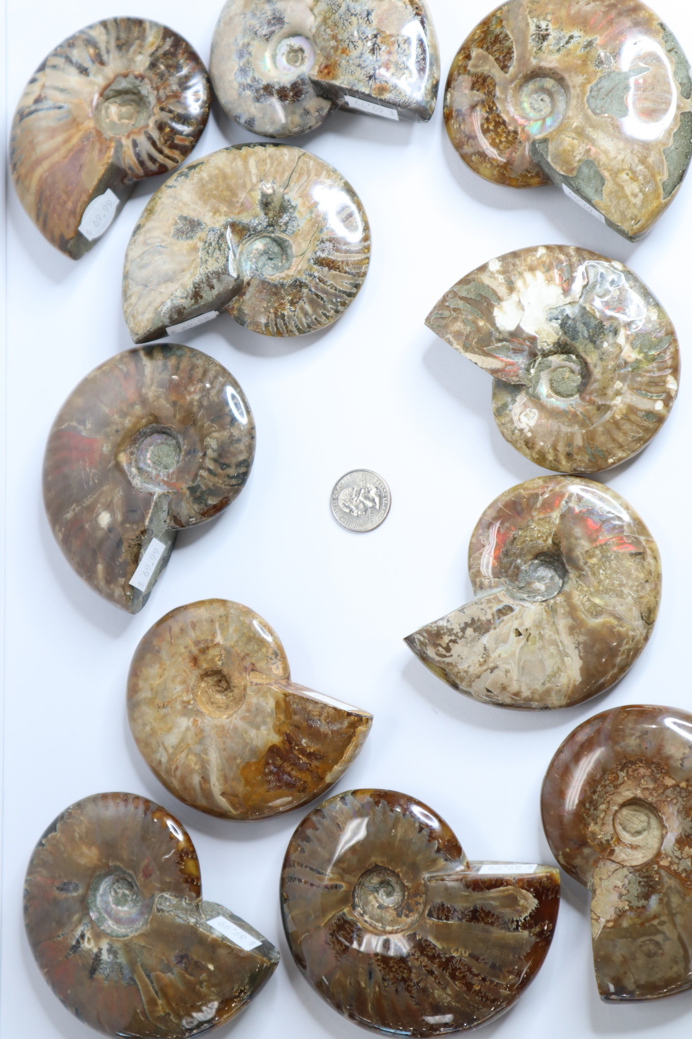 ammonite shell ammonite shell