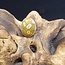 Ocean (Sea Sediment) Jasper Ring - Size 12 - Sterling Silver Large Oval