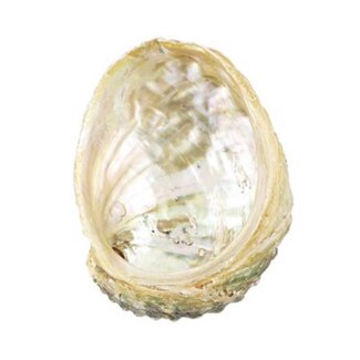 White Abalone Smudge Sage Shell - Medium 4-5"