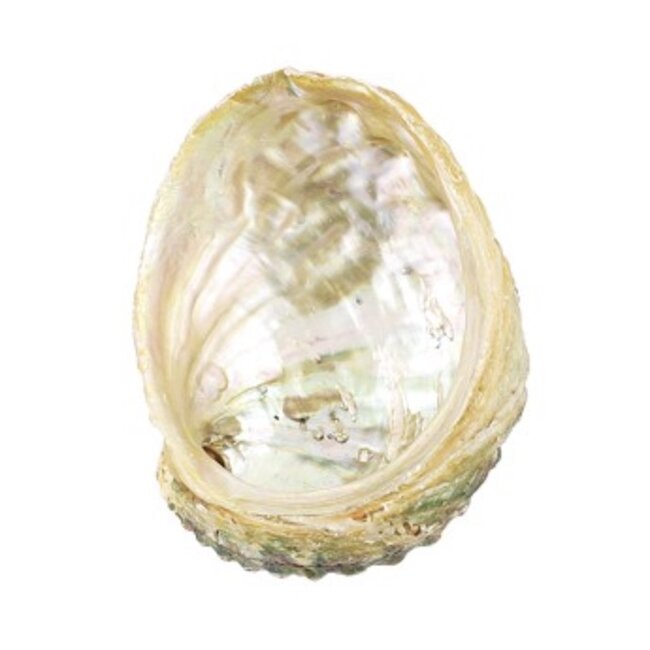 White Abalone Smudge Sage Shell - Medium 4-5"