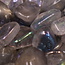 Rainbow (Titanium) Blue Aura Clear Quartz - Tumbled