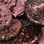 Rhodonite Worry (Thumb Fidget Relaxation Pocket) Stones - Large Oval