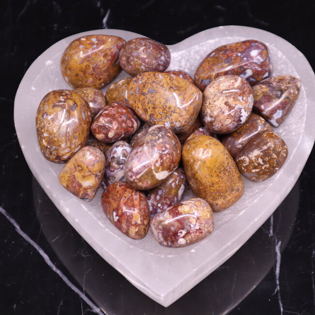 Stromatolite (Light) - Tumbled