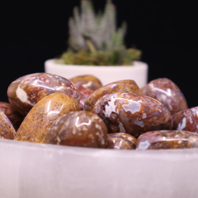 Stromatolite (Light) - Tumbled