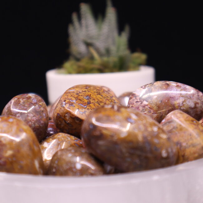 Stromatolite (Light) - Tumbled