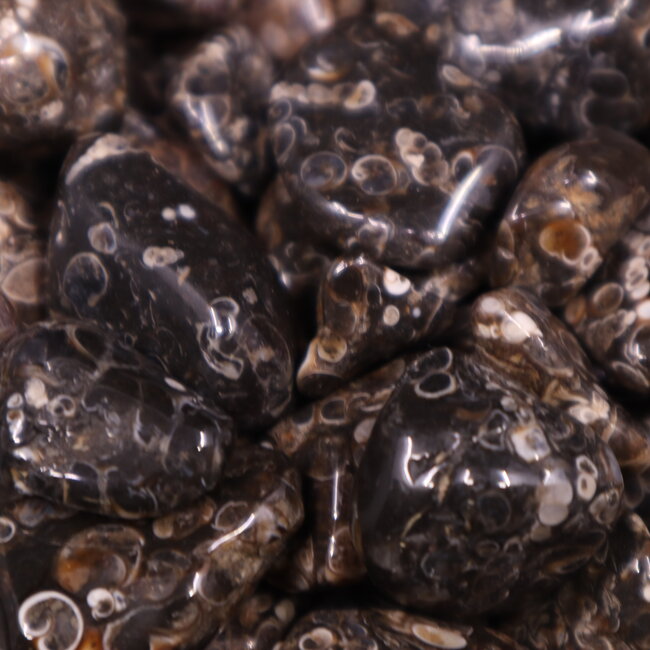 Turritella Agate - Tumbled Small