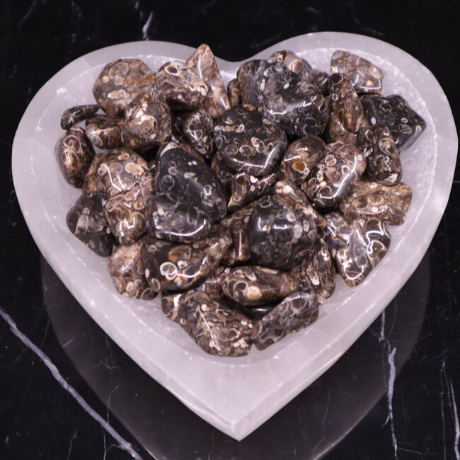 Turritella Agate - Tumbled Small