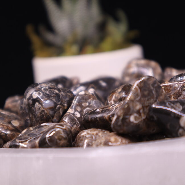 Turritella Agate - Tumbled Small