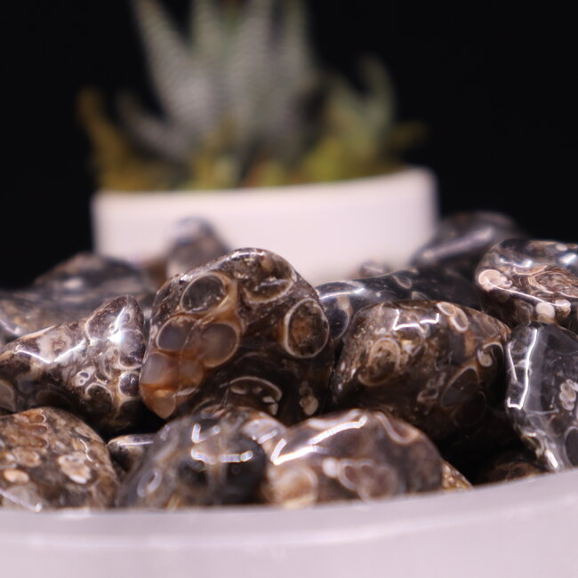 Turritella Agate - Tumbled Small