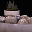 Tiffany Stone (Bertrandite) - Tumbled Smooth