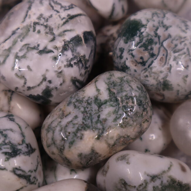 Tree Agate - Large Tumbled