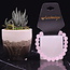 Rose Quartz (Matte) Bracelets - 8mm