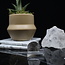 Selenite (Satin Spar Gypsum) Fishtail Small - Rough Raw Natural