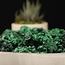 Fibrous (Velvet Atlas Ore ) Malachite - Small Natural Rough Raw