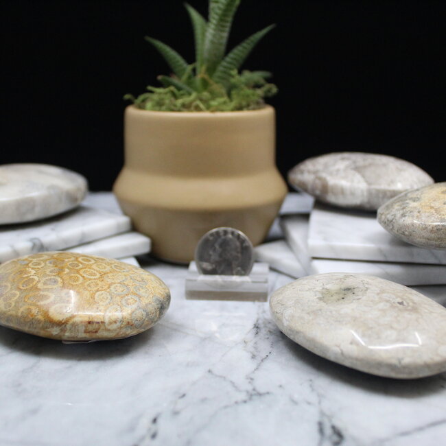 Fossilized Fossil Coral Palm Pillow Pocket Stone
