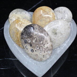 Fossilized Fossil Coral Palm Pillow Pocket Stone