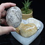 Fossilized Fossil Coral Palm Pillow Pocket Stone