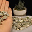 Peridot Large - Rough Raw Natural