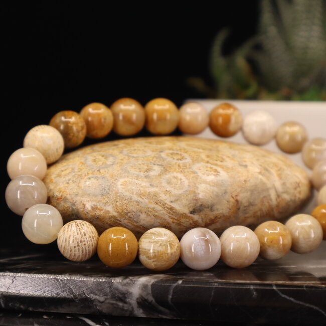Fossilized Fossil Coral Bracelets - 8mm