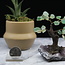 Green Aventurine Bonsai Tree on Amethyst - 3-4" Small