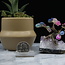 Pink Agate (Dyed) Bonsai Tree on Amethyst - 3"