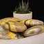 Bumblebee Jasper Palm Pillow Pocket Stone-XL