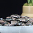 Que Sera (Blue Opal Llianite Galaxy Rhyolite Liberite Glaucophane) Crescent Moons - Medium