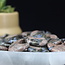 Que Sera (Blue Opal Llianite Galaxy Rhyolite Liberite Glaucophane) Crescent Moons - Medium
