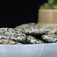 Dalmatian Jasper Worry Stones - Large Oval