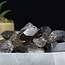 Smoky (Smokey) Quartz Points - Medium Rough Raw Natural