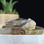 Smoky (Smokey) Quartz Points - Large Rough Raw Natural
