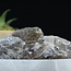 Smoky (Smokey) Quartz XL - Rough Raw Natural