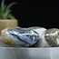 Ocean Jasper (Sea Sediment) Palm Pillow Stone XL - Gallett